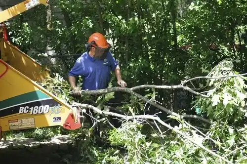 tree services San Ysidro
